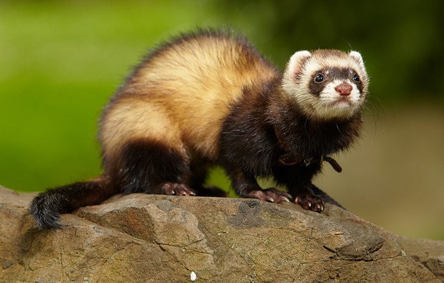 Ιστορικό-επίτευγμα:-Το-πρώτο-κλωνοποιημένο-κουνάβι-γέννησε-δύο-υγιή-μωρά